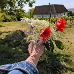 Macskafeszek Vendeghaz 度假居 *