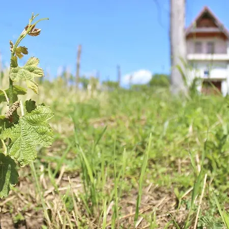 Macskafeszek Vendeghaz Tatil Evi Kissomlyo