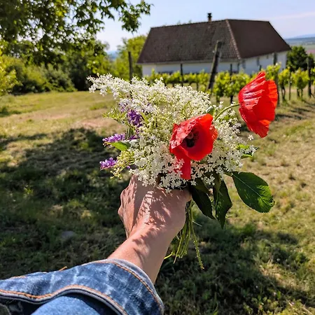 Macskafeszek Vendeghaz Ferienhaus *